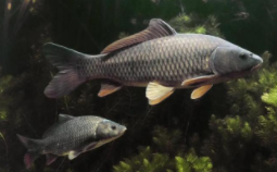 鱼类有哪些动物（鱼类有哪些动物?）