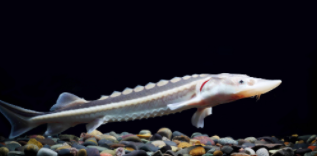 保护鱼类有哪些（野生保护鱼类有哪些）