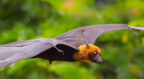 蝙蝠是鸟类吗大班 科学教案（蝙蝠属于鸟类吗,为什么）