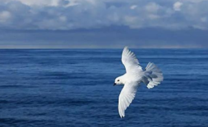 南极鸟类有哪些（南极的鸟很多,但种类却很少）