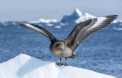 南极鸟类长什么样（南极鸟类的图片）