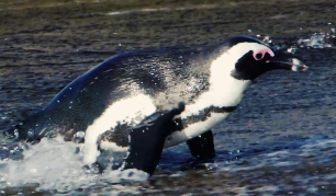 南极鸟类有哪些种类（南极特有的鸟类是什么?）