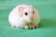 仓鼠饲养方法详细（仓鼠饲养方法详细介绍）