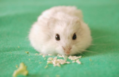 仓鼠要经常放出来玩吗（仓鼠听懂主人叫它吗）