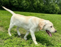 拉布拉多好养吗,柴犬优缺点分析（拉布拉多贵还是柴犬贵?）