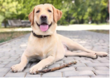 拉布拉多贵宾犬多少钱一只（拉布拉多贵宾犬是大型犬吗）