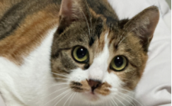 小猫的特点和外貌描写（小猫的特点,外形写一句话）