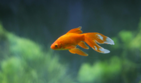 小型观赏鱼大全 淡水（小型淡水观赏鱼图鉴1000种）