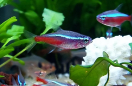 小型观赏鱼混养鱼最佳搭配（大型观赏鱼混养搭配方案）