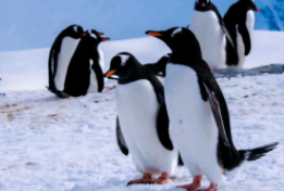 企鹅是鸟类吗?为什么?（企鹅是不是鸟?为什么?）