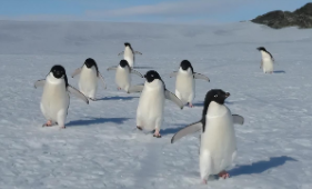 企鹅是鸟类吗简单说明理由（企鹅是鸟类嘛）