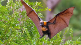 蝙蝠是鸟类吗（蝙蝠是什么类的动物）