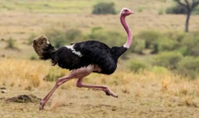 鸵鸟和企鹅是鸟类吗（企鹅鸵鸟属于鸟类吗）