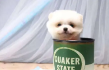 茶杯犬可以活多久?（茶杯犬能活多久?）