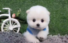 茶杯犬好养活吗?（正宗茶杯犬多少钱一只）