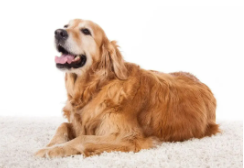 拉布拉多贵宾犬（拉布拉多贵宾犬是大型犬吗）