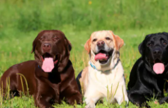 拉布拉多图片（拉布拉多最贵的多少钱）