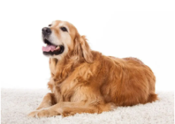 拉布拉多贵宾犬多少钱（拉布拉多宠物狗多少钱）