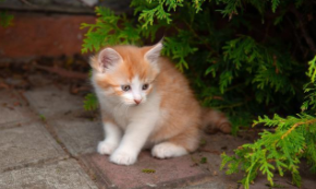 两个月小猫便秘怎么办（怎么判断猫便秘了）