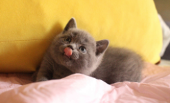 50天小猫便秘怎么办（50天小猫便秘怎么办啊）