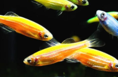 小型观赏鱼什么鱼最好养（小型观赏鱼哪个最好养）