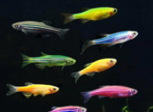 小型观赏鱼有哪些（观赏鱼哪种好养）