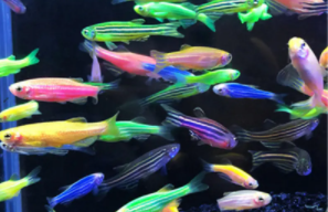 小型观赏鱼寿命排行榜（小型观赏鱼寿命排行榜前十）
