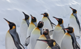 企鹅是鸟类吗还是兽类（企鹅也属于鸟类吗）