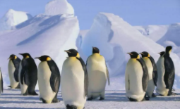 企鹅会飞吗（企鹅的智商相当于人几岁）