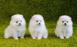 茶杯犬一般多少块钱一只（茶杯犬至少多少钱一只）