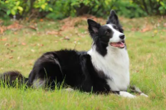 边牧犬多少钱一只幼崽（纯种边牧犬多少钱一只幼崽）