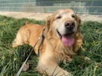 十大新手最好养的狗狗（十大新手最好养的狗狗,排名）