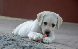 拉布拉多贵宾犬能长多大（拉布拉多 巨贵）