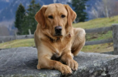 拉布拉多贵宾犬是大型犬吗（拉布拉多贵宾犬多少钱一只）