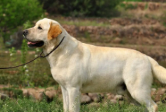 拉布拉多贵宾犬掉毛吗（拉布拉多掉毛厉害不?）