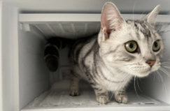 新生小猫便秘怎么办（刚出生的小猫便秘怎么帮助排便）