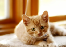 小猫便秘怎么办?（小猫便秘怎么办快速解决）