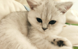 小猫便秘怎么办肚子胀（小猫便秘肚子鼓是怎么了）