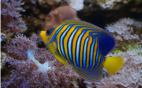 海水观赏鱼怎么养（小型海水观赏鱼）