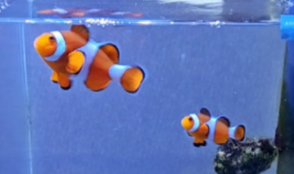 海水观赏鱼好养吗（观赏海水鱼养殖和繁殖技术）