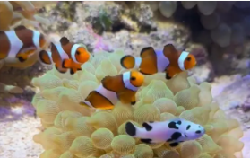 海水观赏鱼批发市场（海鲜市场观赏鱼）