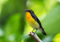 保护鸟类的宣传语怎么写（保护鸟类的宣传语有哪些短的）