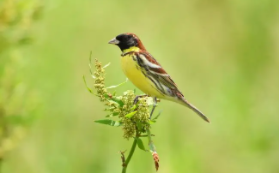 保护鸟类的宣传语有哪些（保护鸟类的宣传语有哪些短的）