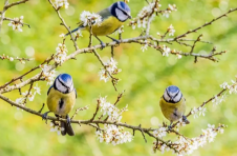 保护鸟类的句子（关于保护鸟类的句子）