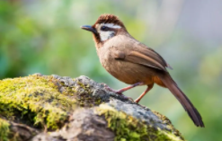 鸟的宣传语保护鸟类的宣传语（鸟类的保护鸟类的广告语）