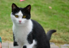 被猫抓了一下轻微划痕要打针吗（被猫抓了一下轻微划痕要打针吗没出  血）