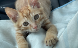 被猫咬一下轻微破皮要打针吗没出血（被猫咬了一下轻微破皮出点血要  打预防针吗）