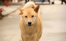 狗狗品种大全及图片（狗狗品种名字）