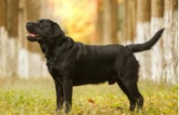 拉布拉多犬的价格黑色（拉布拉多犬价格黑色的）