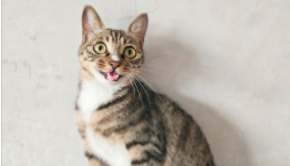 小猫便秘怎么办啊吃什么药（小猫便秘吃什么药?）